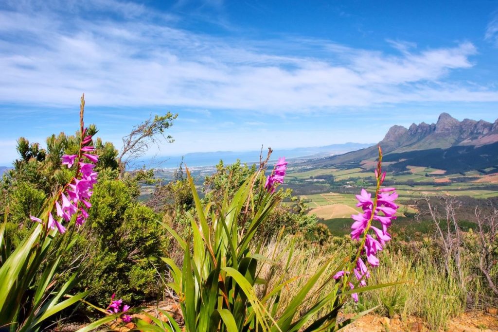 eco-cabins-flora-min