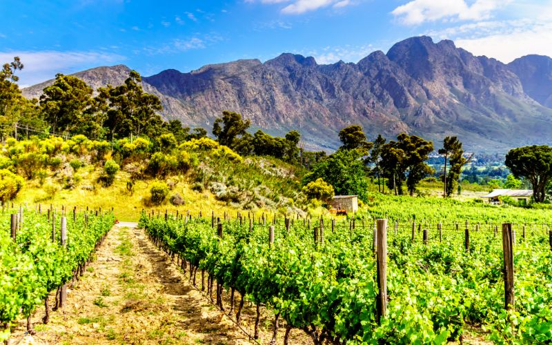 eco-cabins-vineyards-of-the-cape-winelands-min