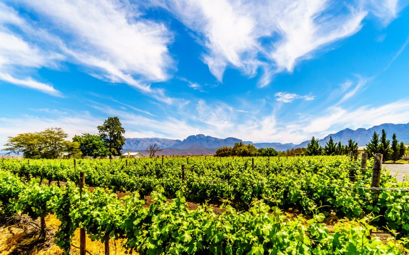 eco-cabins-western-cape-vineyards-and-surrounding-mountains-in-spring-in-the-boland-wine-region-of-the-western-cape-min