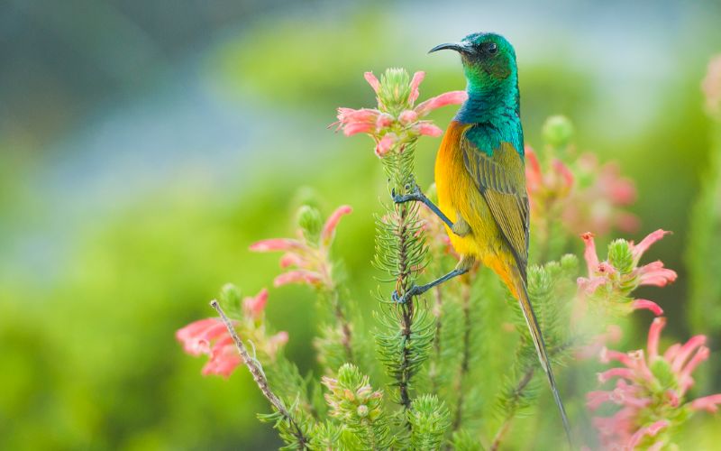 eco-cabins-western-cape-colourful-sunbird-feeding-south-africa-min