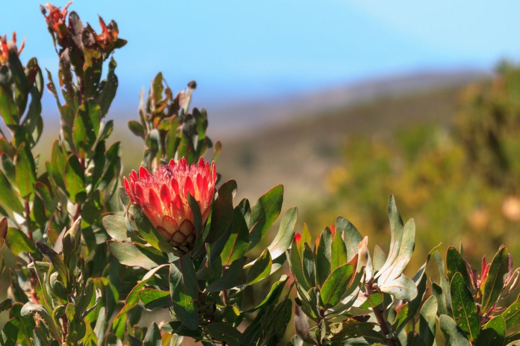 eco-cabins-western-cape-protea-bush-in-mcgregor-min