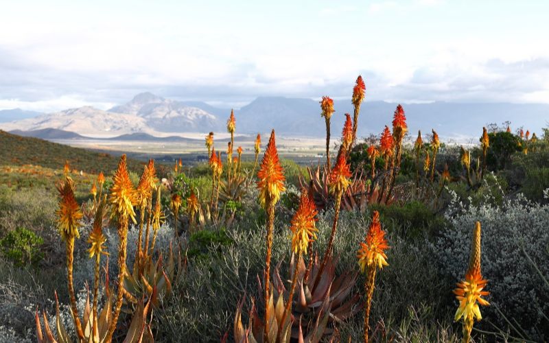 eco-cabins-flowers-min