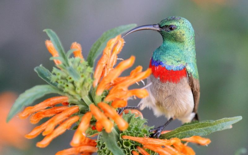 eco-cabins-western-cape-bird-min