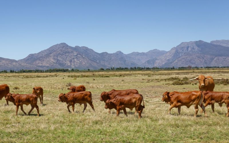 luxury-cabins-western-cape-cows-min