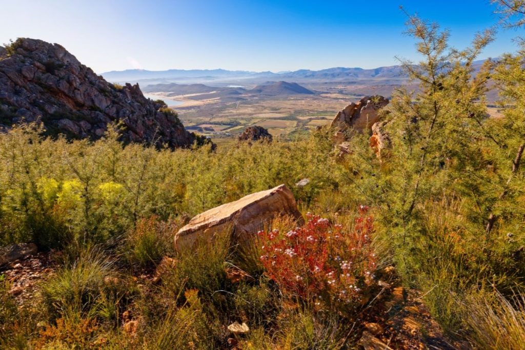 cabins-western-cape-flora-min