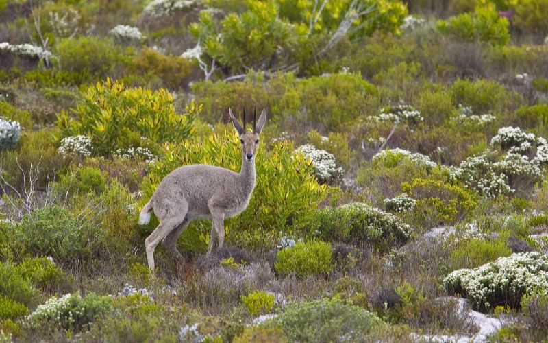 cabins-western-cape-mammal-min