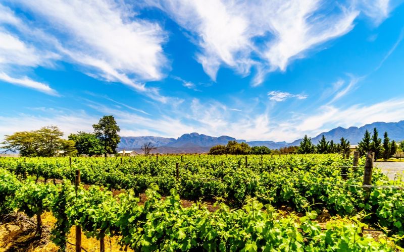 luxury-cabins-western-cape-vineyards-min