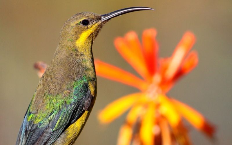 eco-cabins-western-cape-birds-min
