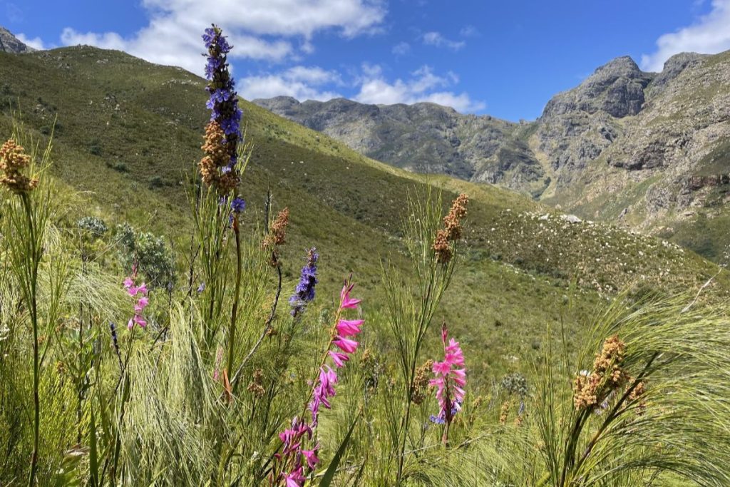 eco-cabins-western-cape-flowers-min