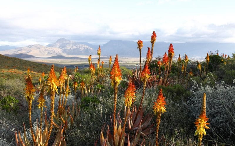 eco-cabins-with-hot-tubs-local-fauna