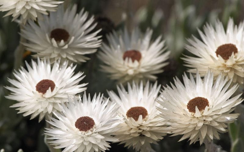 eco-cabins-white-flowers (1)