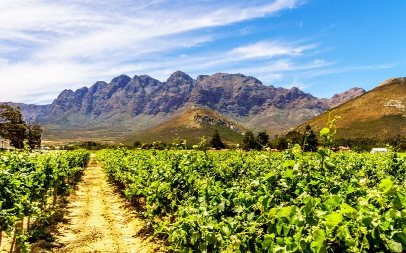 cabins-western-cape-wine-farm