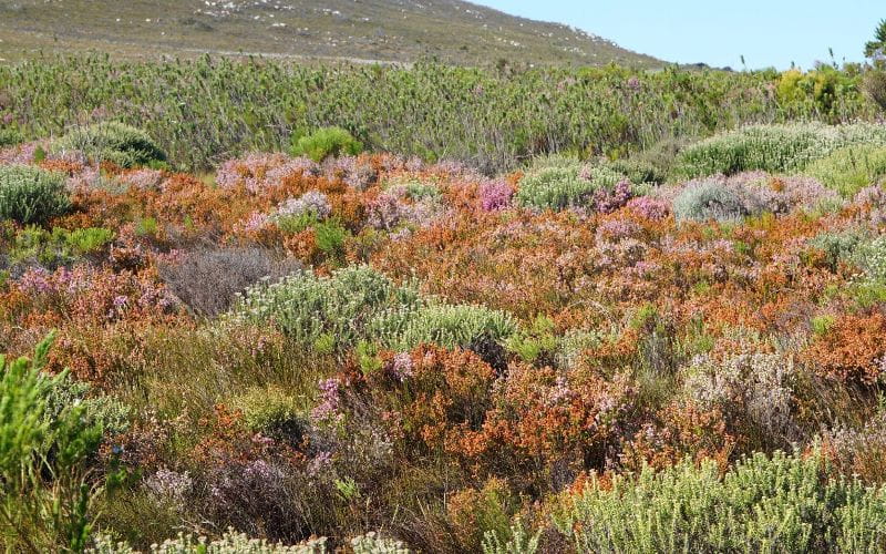 eco-cabins-cape-wilderness