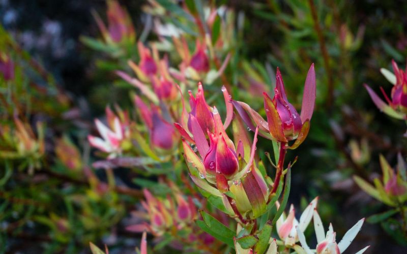 eco-cabins-flowers