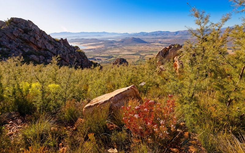 cabins-western-cape-flowers