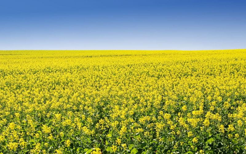 eco-cabins-floral-kingdom (1)