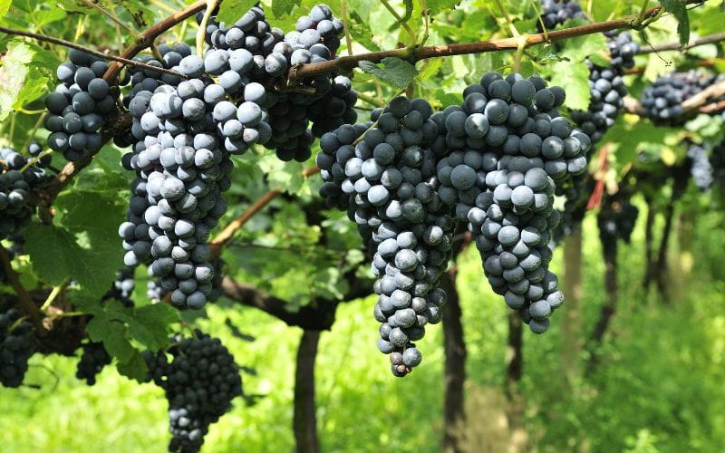 eco-cabins-grapes (1)