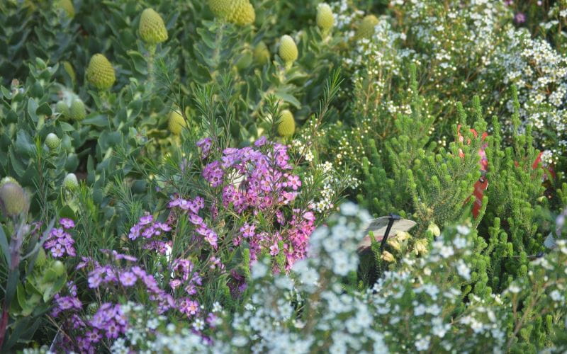 cabins-western-cape-local-plant-life