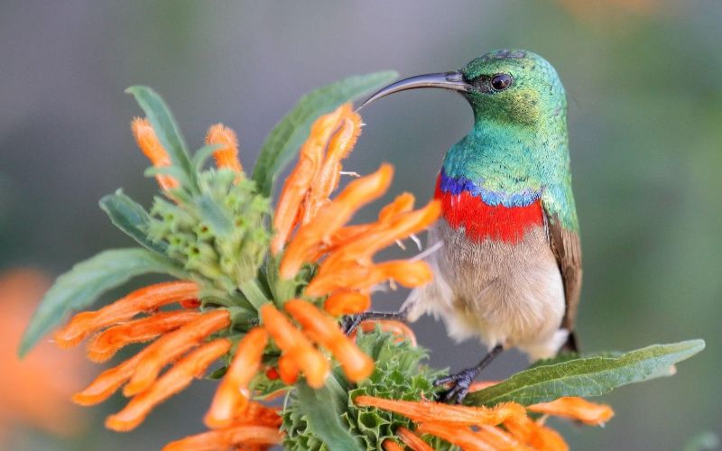 cabins-western-cape-local-wildlife