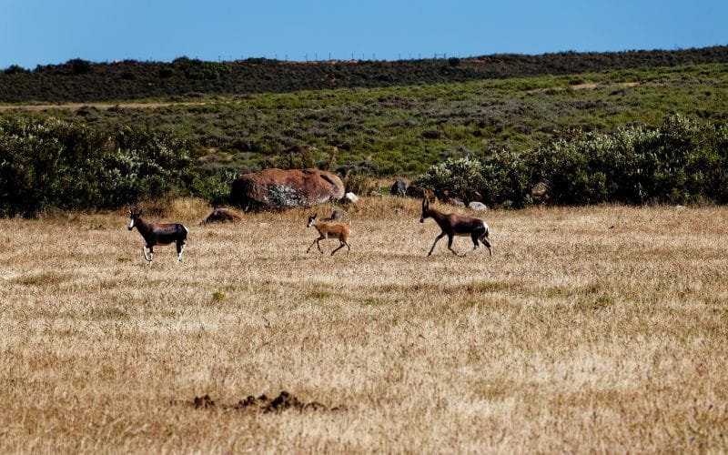 eco-cabins-wildlife (1)